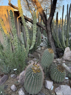 Cactus.jpg